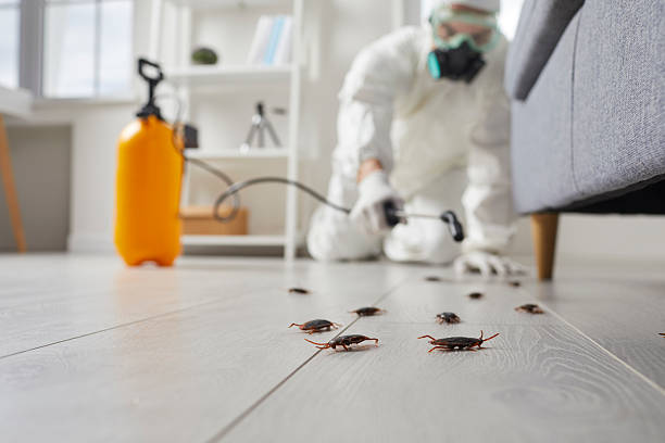Commercial Kitchen Cockroach Control in Early